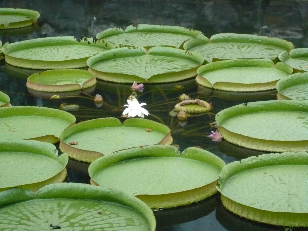 Water Lillies